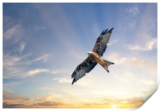 A Red Kite Soars Beneath a Beautiful Sunrise Print by Tracey Turner