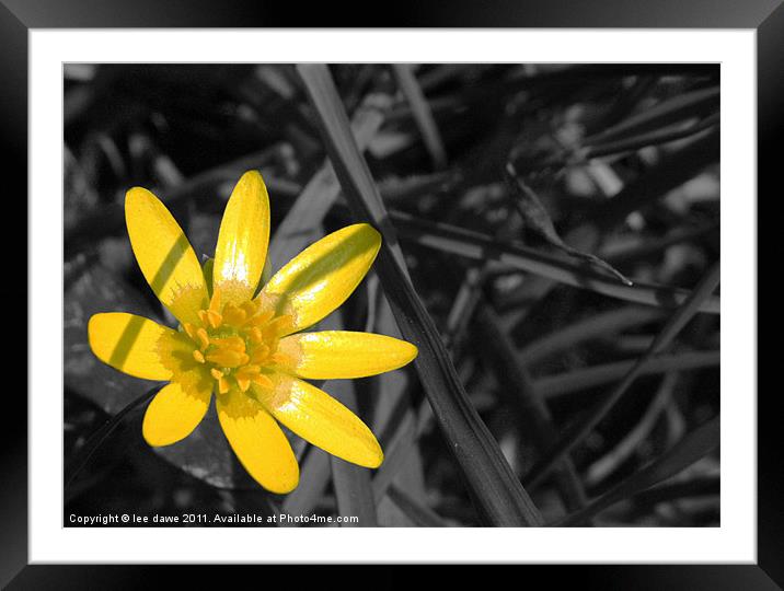 buttercup yellow Framed Mounted Print by Images of Devon