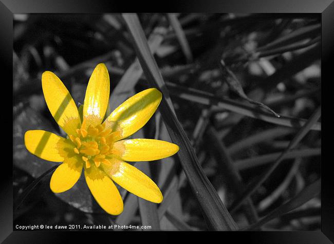 buttercup yellow Framed Print by Images of Devon