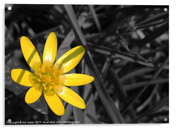 buttercup yellow Acrylic by Images of Devon