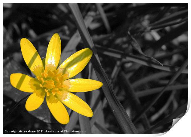 buttercup yellow Print by Images of Devon