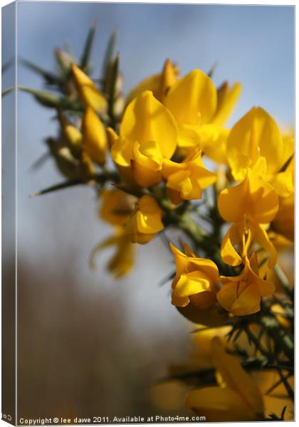 Woodland Gorse Canvas Print by Images of Devon