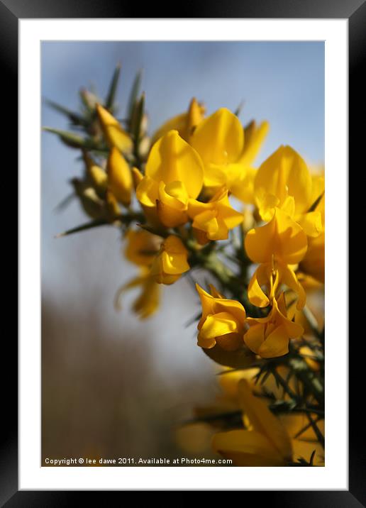 Woodland Gorse Framed Mounted Print by Images of Devon