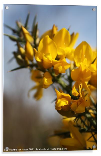 Woodland Gorse Acrylic by Images of Devon