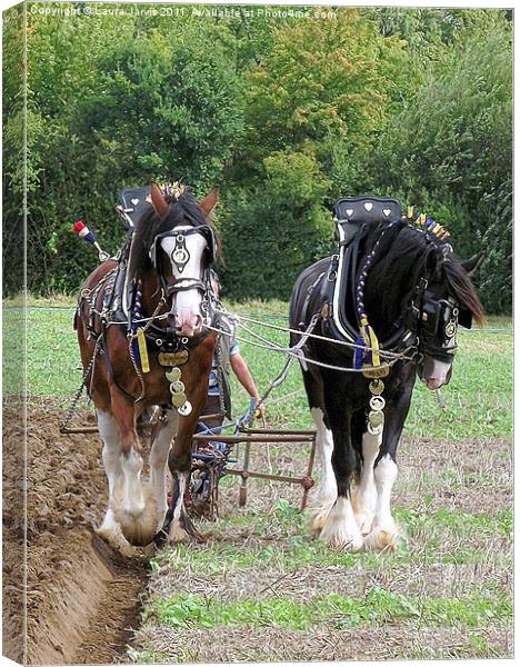 Shire Horses in Ploughing Competition Canvas Print by Laura Jarvis
