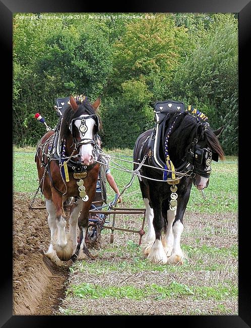 Shire Horses in Ploughing Competition Framed Print by Laura Jarvis
