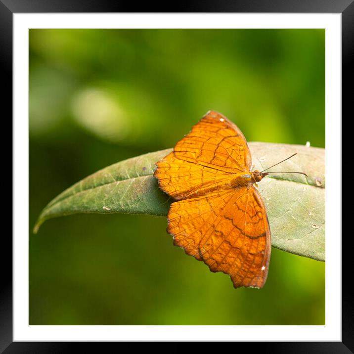 Vibrant Orange Ariadne Butterfly Framed Mounted Print by kathy white