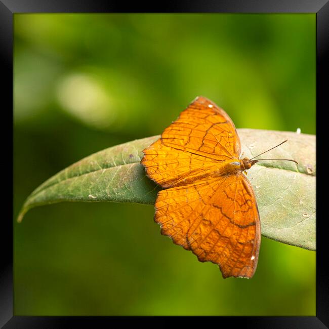 Vibrant Orange Ariadne Butterfly Framed Print by kathy white
