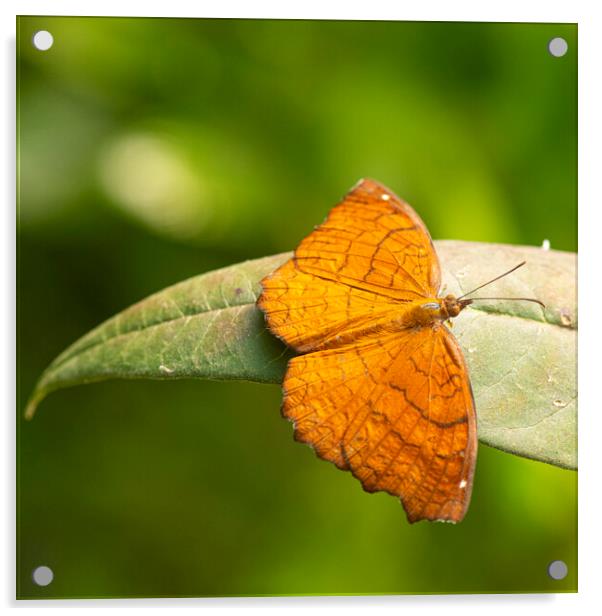 Vibrant Orange Ariadne Butterfly Acrylic by kathy white