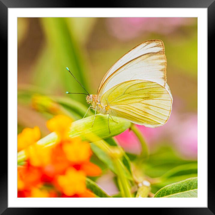 Ascia  butterfly,white Framed Mounted Print by kathy white