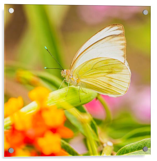 Ascia  butterfly,white Acrylic by kathy white