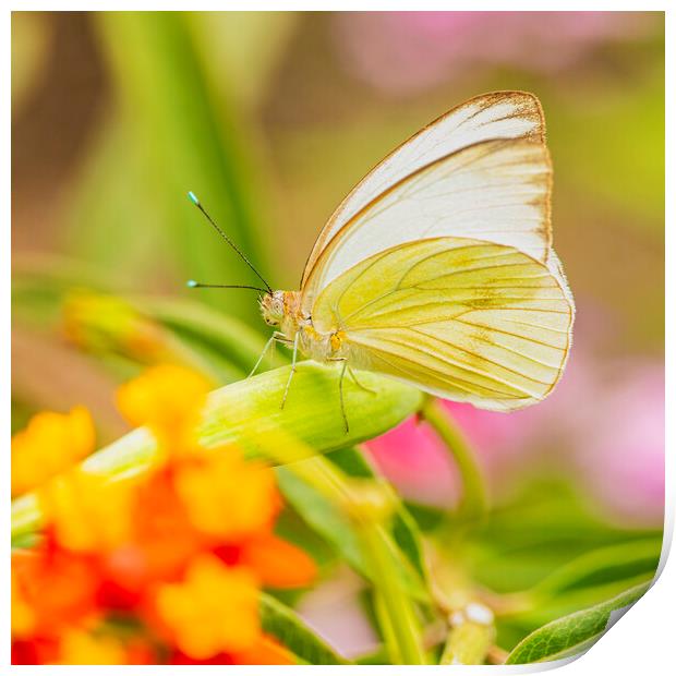 Ascia  butterfly,white Print by kathy white
