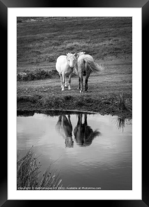 Dartmoor Ponies, water reflections, Devon, UK Framed Mounted Print by Delphimages Art