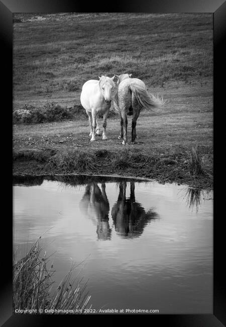 Dartmoor Ponies, water reflections, Devon, UK Framed Print by Delphimages Art