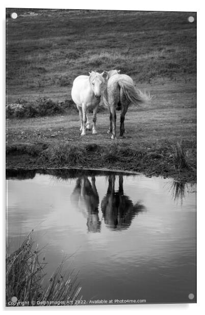 Dartmoor Ponies, water reflections, Devon, UK Acrylic by Delphimages Art