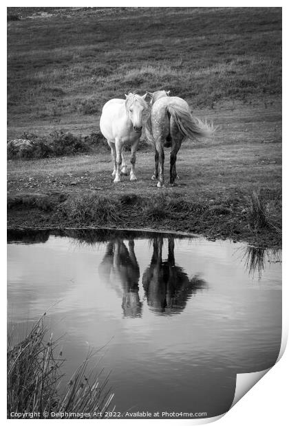 Dartmoor Ponies, water reflections, Devon, UK Print by Delphimages Art