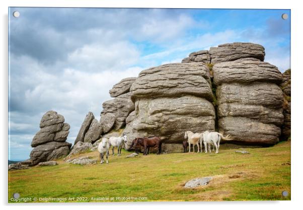 Dartmoor Ponies near Saddle Tor Acrylic by Delphimages Art