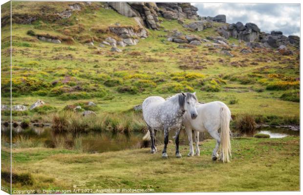 Dartmoor Ponies near Saddle Tor, Devon, UK Canvas Print by Delphimages Art