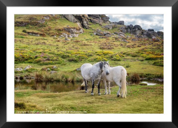 Dartmoor Ponies near Saddle Tor, Devon, UK Framed Mounted Print by Delphimages Art
