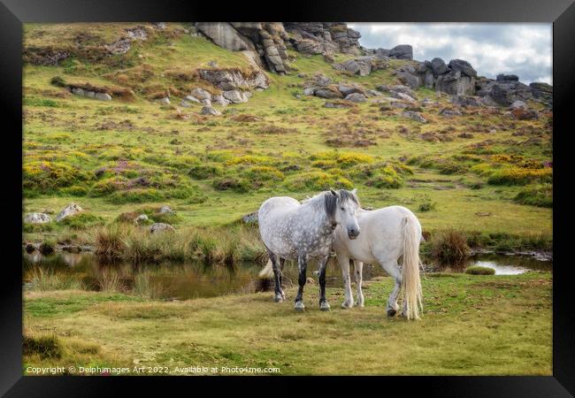 Dartmoor Ponies near Saddle Tor, Devon, UK Framed Print by Delphimages Art