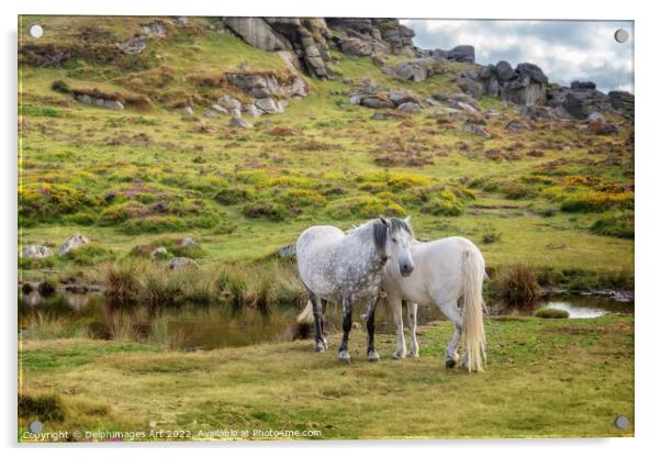 Dartmoor Ponies near Saddle Tor, Devon, UK Acrylic by Delphimages Art