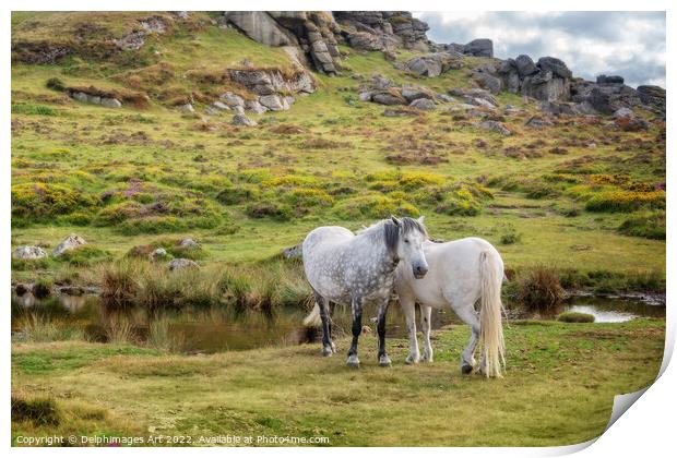 Dartmoor Ponies near Saddle Tor, Devon, UK Print by Delphimages Art
