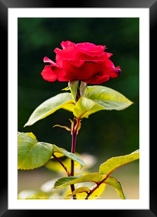 Ruby Red Rose -02 Framed Mounted Print by Trevor Camp