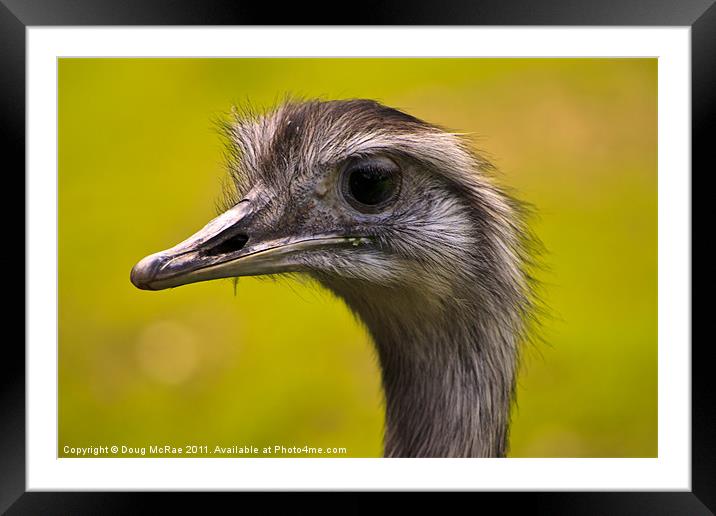 Emu Framed Mounted Print by Doug McRae