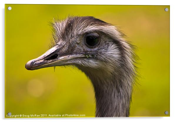 Emu Acrylic by Doug McRae