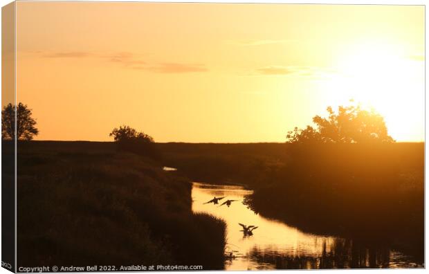 Ducks sunset landing Canvas Print by Andrew Bell