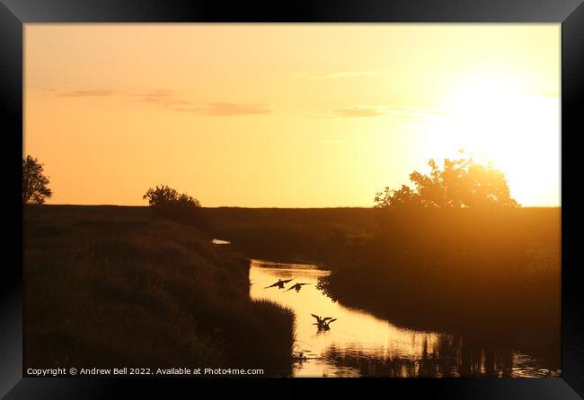 Ducks sunset landing Framed Print by Andrew Bell