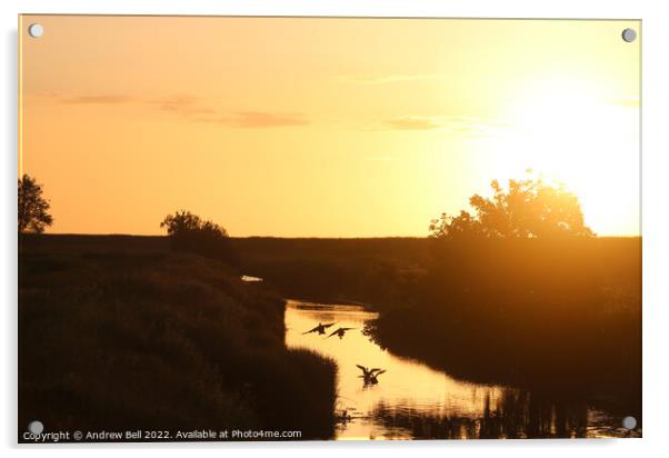 Ducks sunset landing Acrylic by Andrew Bell