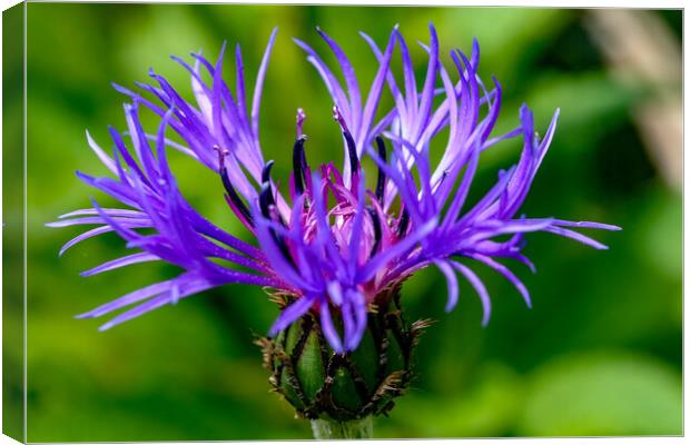 Cornflower in bloom Canvas Print by Oxon Images