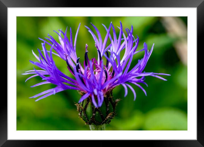 Cornflower in bloom Framed Mounted Print by Oxon Images
