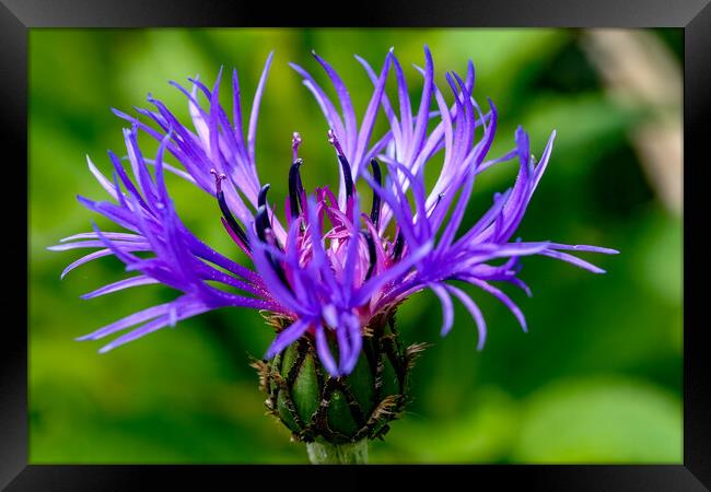 Cornflower in bloom Framed Print by Oxon Images