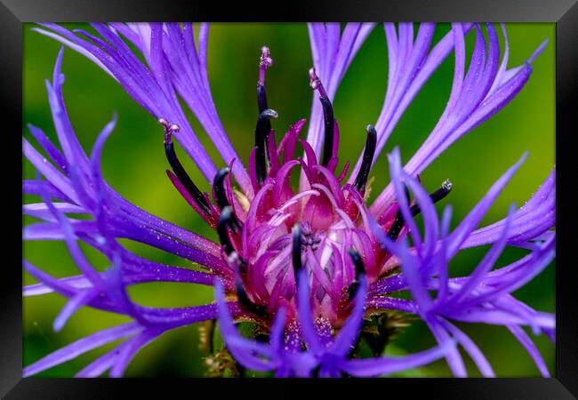 Cornflower close up Framed Print by Oxon Images