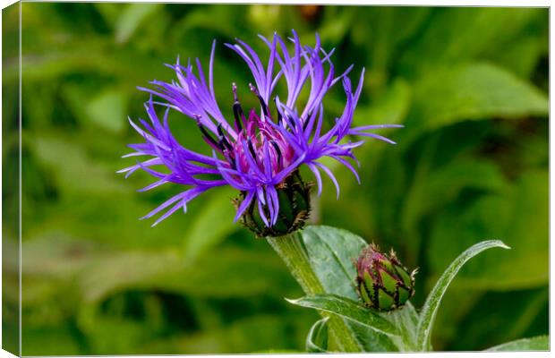 Cornflower and bud Canvas Print by Oxon Images