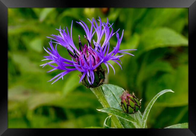 Cornflower and bud Framed Print by Oxon Images