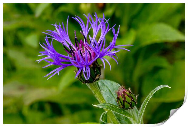 Cornflower and bud Print by Oxon Images
