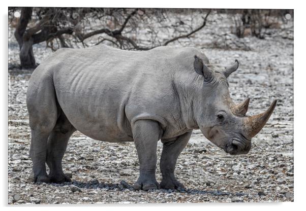 Mancuso, a White Rhinoceros Acrylic by Belinda Greb