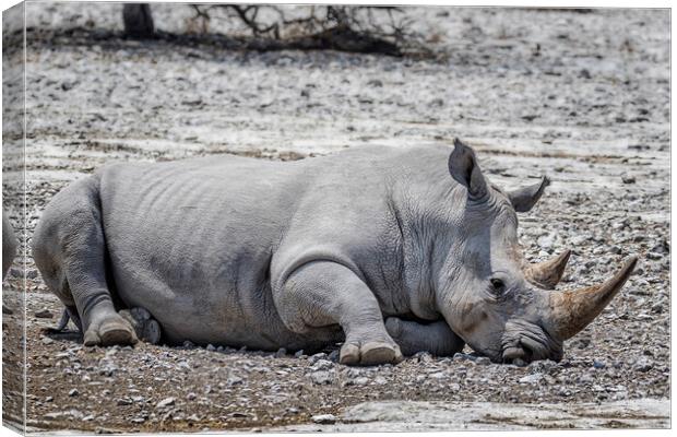 Mancuso, a White Rhino, Decides to Takes a Nap Canvas Print by Belinda Greb