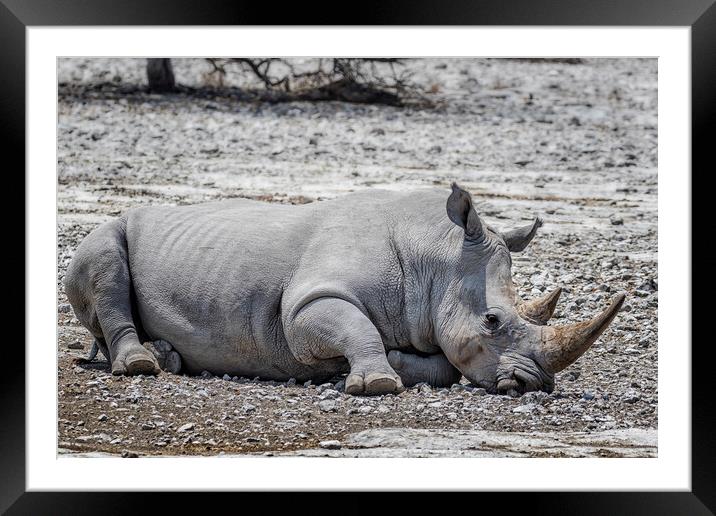Mancuso, a White Rhino, Decides to Takes a Nap Framed Mounted Print by Belinda Greb