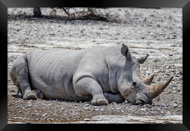 Mancuso, a White Rhino, Decides to Takes a Nap Framed Print by Belinda Greb