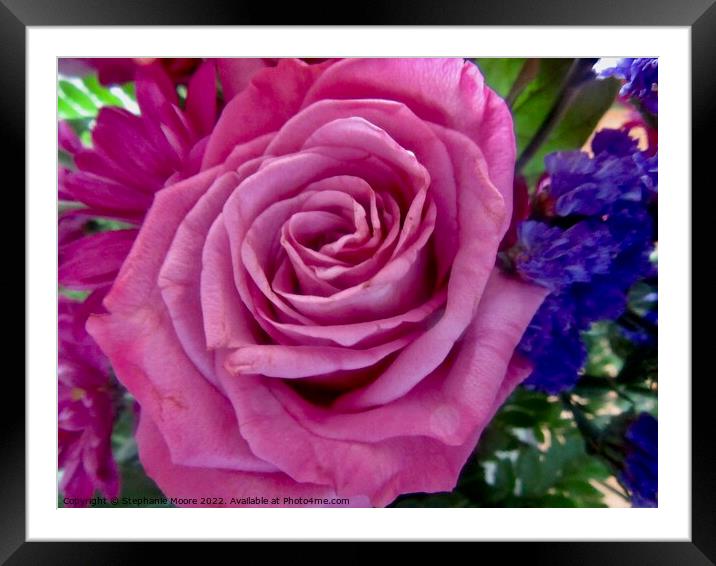 Birthday Rose Framed Mounted Print by Stephanie Moore