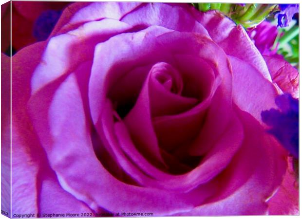 Pink rose Canvas Print by Stephanie Moore