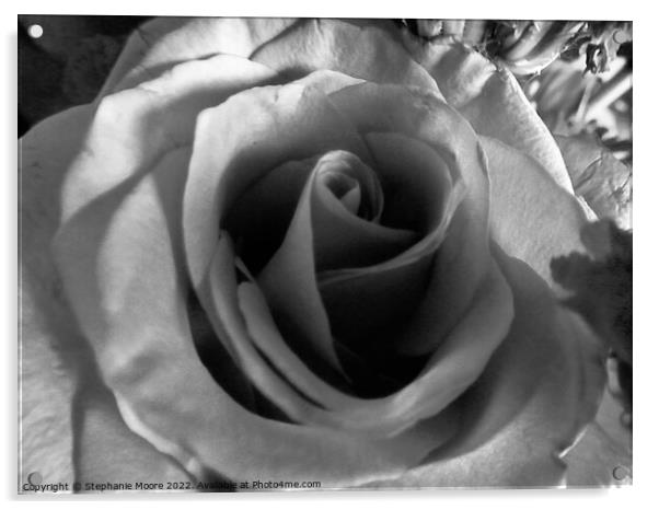Rose macro Acrylic by Stephanie Moore