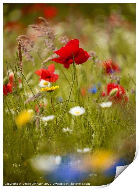 `Poppy flower Print by Simon Johnson