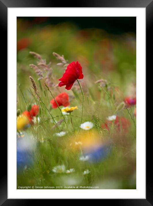 wind bnlown poppy flower Framed Mounted Print by Simon Johnson