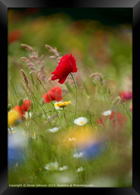 wind bnlown poppy flower Framed Print by Simon Johnson