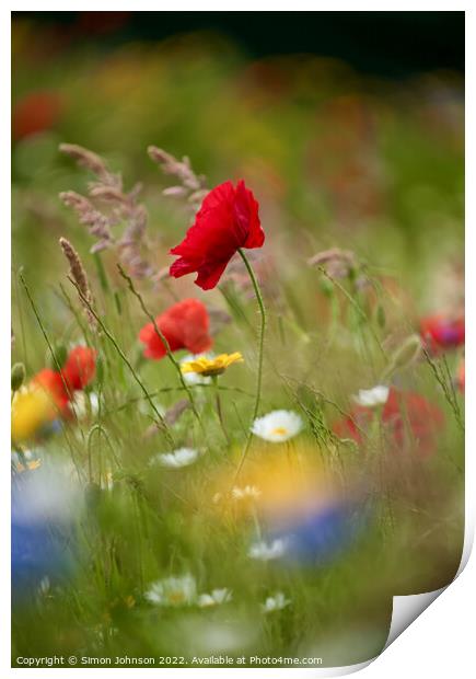wind bnlown poppy flower Print by Simon Johnson